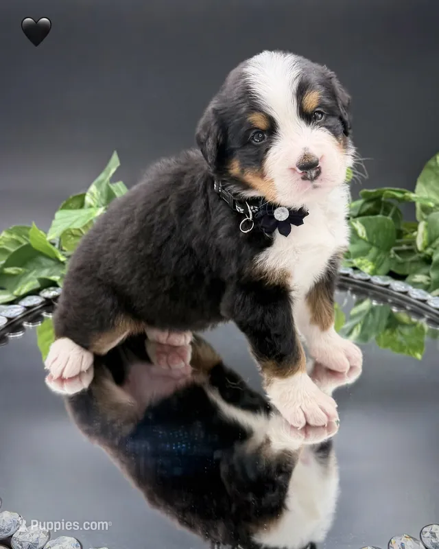 Black Collar  – Bernese Mountain Dog puppy for sale in Columbus, OH, US