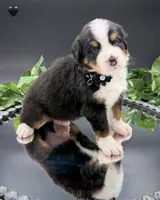 Black Collar , a male Bernese Mountain Dog for sale in Columbus, US – 1 of 7