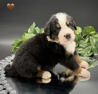 Brown Collar, a male Bernese Mountain Dog for sale in Columbus, US – 1 of 10