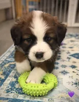 Purple Collar, a female Bernese Mountain Dog and Saint Bernard for sale in Columbus, US – 3 of 8