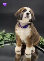 Purple Collar, a female Bernese Mountain Dog and Saint Bernard for sale in Kingston, OH – 8 of 10