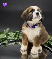 Purple Collar, a female Bernese Mountain Dog and Saint Bernard for sale in Kingston, OH – 3 of 10