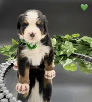 Green Collar, a male Bernese Mountain Dog for sale in Columbus, US – 9 of 10