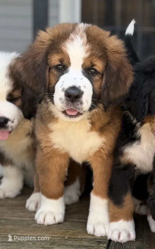 Black Collar – Bernese Mountain Dog, Saint Bernard puppy for sale in Columbus, OH, US