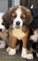 Black Collar, a female Bernese Mountain Dog and Saint Bernard for sale in Kingston, OH – 1 of 10