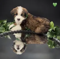 Green Collar, a male Bernese Mountain Dog and Saint Bernard for sale in Columbus, US – 10 of 10
