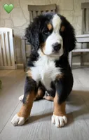 Green Collar, a male Bernese Mountain Dog for sale in Kingston, OH – 10 of 10