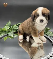 Brown Collar, a male Bernese Mountain Dog and Saint Bernard for sale in Columbus, US – 5 of 6