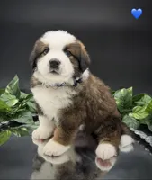 Dark Blue Collar, a male Bernese Mountain Dog and Saint Bernard for sale in Columbus, US – 8 of 10