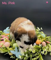 Pink Collar - Dep. hold, a female Saint Bernard for sale in Columbus, US – Photo 5 of 10