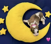 Pink Collar - Dep. hold, a female Saint Bernard for sale in Columbus, US – Photo 2 of 10