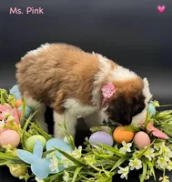 Pink Collar - Dep. hold, a female Saint Bernard for sale in Columbus, US – Photo 8 of 10