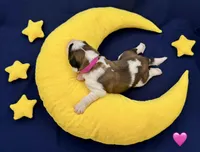 Pink Collar - Dep. hold, a female Saint Bernard for sale in Columbus, US – Photo 3 of 10