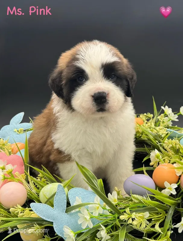 Pink Collar - Dep. hold