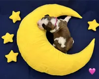 Pink Collar - Dep. hold, a female Saint Bernard for sale in Columbus, US – Photo 4 of 10