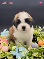 Pink Collar - Dep. hold, a female Saint Bernard for sale in Columbus, US – Photo 10 of 10