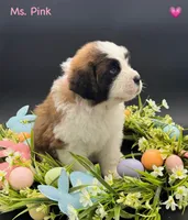 Pink Collar - Dep. hold, a female Saint Bernard for sale in Columbus, US – Photo 6 of 10