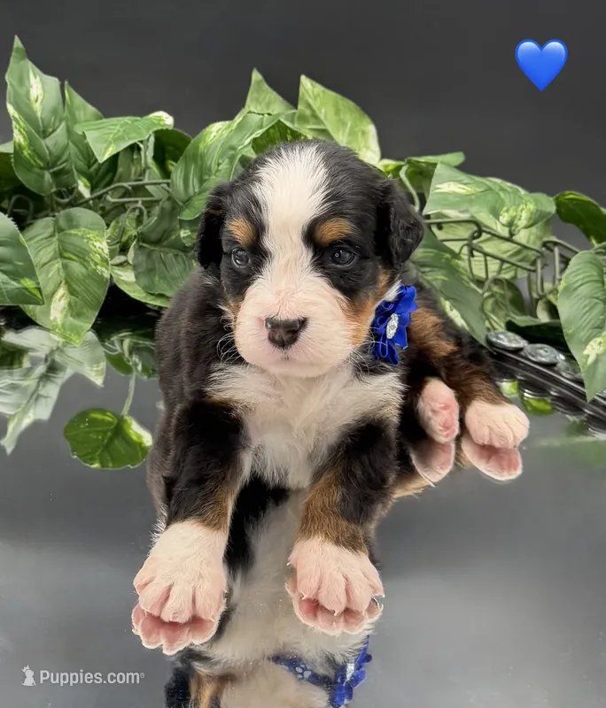 Dark Blue Collar – Bernese Mountain Dog puppy for sale in Columbus, OH, US