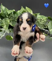 Dark Blue Collar, a male Bernese Mountain Dog for sale in Columbus, US – 1 of 10