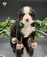 Green Collar, a male Bernese Mountain Dog for sale in Columbus, US – 1 of 10