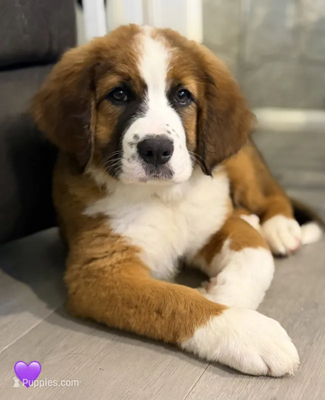 Purple Collar – Bernese Mountain Dog, Saint Bernard puppy for sale in Kingston, OH