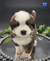 Dark Blue Collar, a male Bernese Mountain Dog and Saint Bernard for sale in Columbus, US – 7 of 10