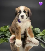 Purple Collar, a female Bernese Mountain Dog and Saint Bernard for sale in Kingston, OH – 6 of 10