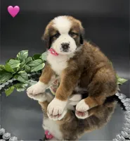 Pink Collar, a female Bernese Mountain Dog and Saint Bernard for sale in Kingston, OH – 5 of 10