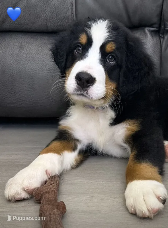 Dark Blue Collar – Bernese Mountain Dog puppy for sale in Kingston, OH