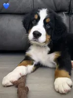 Dark Blue Collar, a male Bernese Mountain Dog for sale in Kingston, OH – 1 of 10