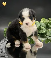 Yellow Collar, a male Bernese Mountain Dog for sale in Columbus, US – 4 of 10