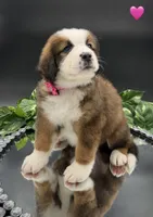 Pink Collar, a female Bernese Mountain Dog and Saint Bernard for sale in Kingston, OH – 8 of 10