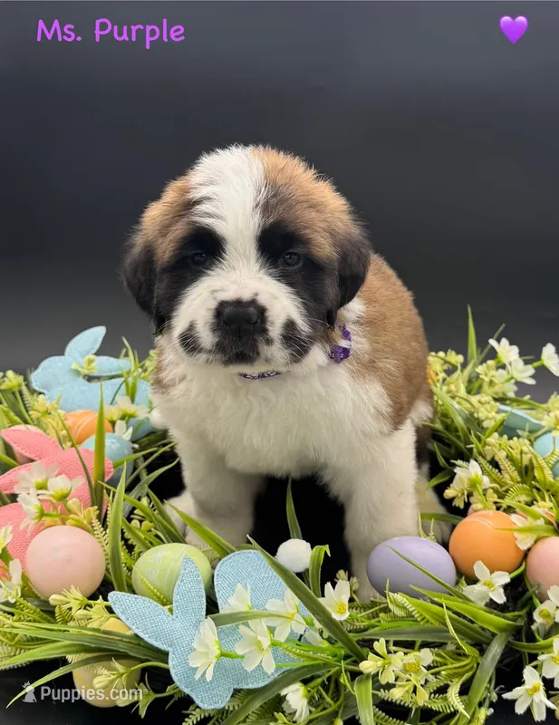 Purple Collar - Dep. hold