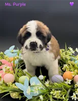 Purple Collar - Dep. hold, a female Saint Bernard for sale in Columbus, US – Photo 1 of 10