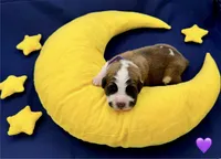 Purple Collar - Dep. hold, a female Saint Bernard for sale in Columbus, US – Photo 3 of 10