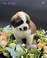 Purple Collar - Dep. hold, a female Saint Bernard for sale in Columbus, US – Photo 9 of 10