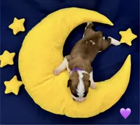 Purple Collar - Dep. hold, a female Saint Bernard for sale in Columbus, US – Photo 2 of 10