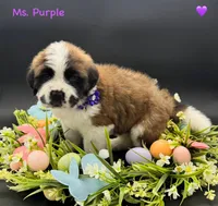 Purple Collar - Dep. hold, a female Saint Bernard for sale in Columbus, US – Photo 6 of 10