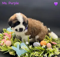 Purple Collar - Dep. hold, a female Saint Bernard for sale in Columbus, US – Photo 7 of 10