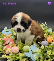 Purple Collar - Dep. hold, a female Saint Bernard for sale in Columbus, US – Photo 5 of 10