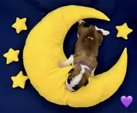 Purple Collar - Dep. hold, a female Saint Bernard for sale in Columbus, US – Photo 4 of 10