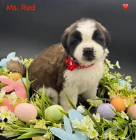 Red Collar - Dep. hold, a female Saint Bernard for sale in Columbus, US – Photo 9 of 10