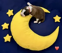 Red Collar - Dep. hold, a female Saint Bernard for sale in Columbus, US – Photo 2 of 10