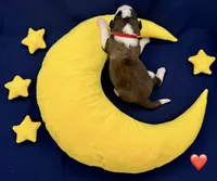 Red Collar - Dep. hold, a female Saint Bernard for sale in Columbus, US – Photo 5 of 10