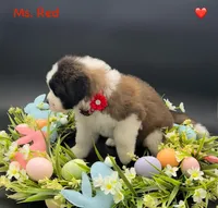 Red Collar - Dep. hold, a female Saint Bernard for sale in Columbus, US – Photo 8 of 10