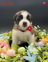 Red Collar - Dep. hold, a female Saint Bernard for sale in Columbus, US – Photo 1 of 10