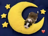 Red Collar - Dep. hold, a female Saint Bernard for sale in Columbus, US – Photo 4 of 10