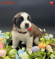 Red Collar - Dep. hold, a female Saint Bernard for sale in Columbus, US – Photo 6 of 10