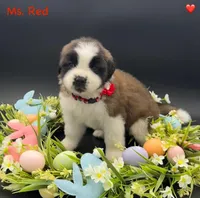 Red Collar - Dep. hold, a female Saint Bernard for sale in Columbus, US – Photo 7 of 10