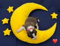 Red Collar - Dep. hold, a female Saint Bernard for sale in Columbus, US – Photo 3 of 10